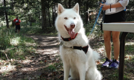 Flash-info: cani-rallye en forêt
